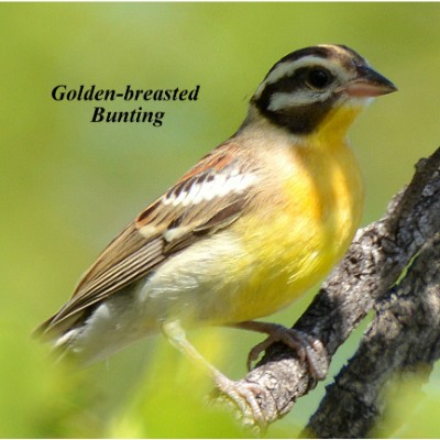 Golden-breasted Bunting